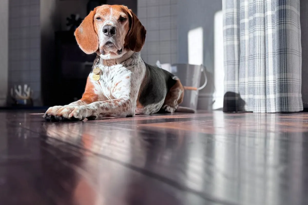 Beagle lying on a glossy wood floor in a cozy living room
